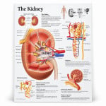Human Kidney Chart